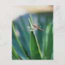 Recherche de de libellule cartes postales Plante