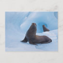 Recherche de stellaire cartes postales Bleu