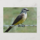 Recherche de oiseaux chanteurs cartes postales Photographie de la nature
