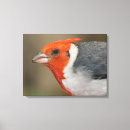 Recherche de tête impressions sur toile Plume