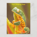 Recherche de tiger cartes postales Nature