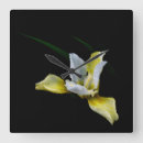 Recherche de iris horloges Nature