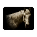 Recherche de cheval blanc noir magnets Photographie