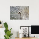 Recherche de paons blancs posters Toute personne