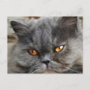 Recherche de chat persan cartes postales Moelleux