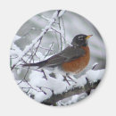 Recherche de merles américains magnets Oiseau