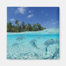 Recherche de fruits de mer magnets Station touristique