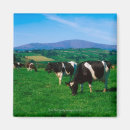 Recherche de vache holstein magnets Scène rurale