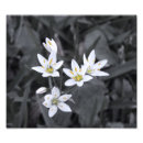 Recherche de macro photo Botanique