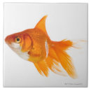 Recherche de poisson rouge carreaux Animal
