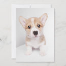 Recherche de tiny cartes postales Chien de la reine