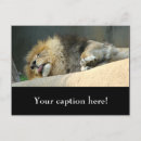Recherche de endormi cartes postales Lion