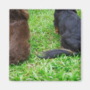 Recherche de chien teckel magnets Animaux domestiques