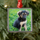 Recherche de chiot berger allemand ornements Animal