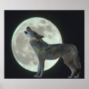 Recherche de loup nuit posters Chien