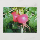 Recherche de guêpe cartes postales Insecte