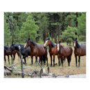 Recherche de troupeau de chevaux sauvages posters Cheval