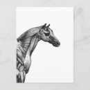 Recherche de anatomie cheval posters Muscles