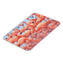 Recherche de flamants magnets Vacances
