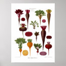 Recherche de betteraves posters Botanique