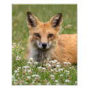 Recherche de renard rouge posters Nature