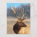 Recherche de élan cartes postales Taureau