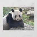 Recherche de panda chinois cartes postales Mignon