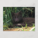 Recherche de renard arctique posters Renard des neiges