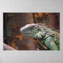 Recherche de lézards posters Iguana