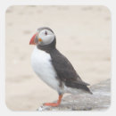 Recherche de puffin autocollants Sauvage