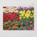 Recherche de tulipe cartes postales Europe