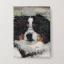 Recherche de chien berger australien badges Animal