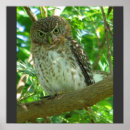 Recherche de bird nature posters Country