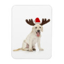 Recherche de coupe circuit magnets Animal