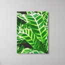 Recherche de zèbre de plante Jungle