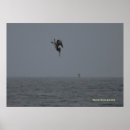 Recherche de pelican posters Californie