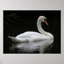 Recherche de cygne blanc posters Cygnes