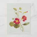 Recherche de nasturtiums cartes postales Coloré