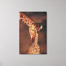 Recherche de tête de girafe posters Gros plan