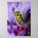 Recherche de frog posters Amphibian