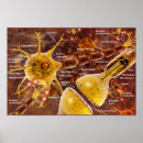 Recherche de anatomy posters Nervous system