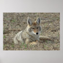 Recherche de laying posters Coyote