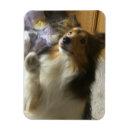 Recherche de berger shetland magnets Colley