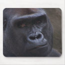 Recherche de visage de gorille Zoo