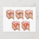 Recherche de plexus cartes postales Plexus vasculaire subpapillaire