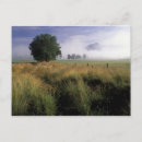 Recherche de fumée cartes postales Arbre