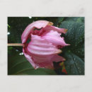 Recherche de orchidée rose cartes postales Fleur