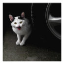 Recherche de moustache mignonne posters Chat