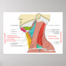Recherche de cou humain posters Anatomie