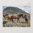 Recherche de troupeau de cheval cartes postales Ferme